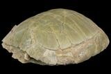 Fossil Tortoise (Stylemys) - Wyoming #143834-4